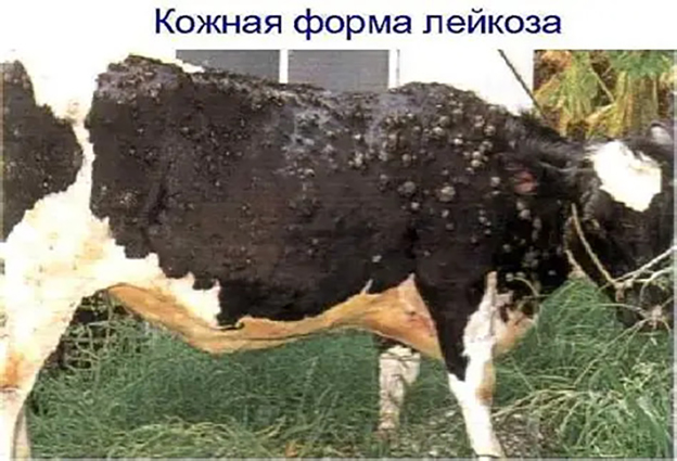 ЛЕЙКОЗ КРУПНОГО РОГАТОГО СКОТА